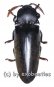 Tetralobus perroti  ( 50 - 54 )