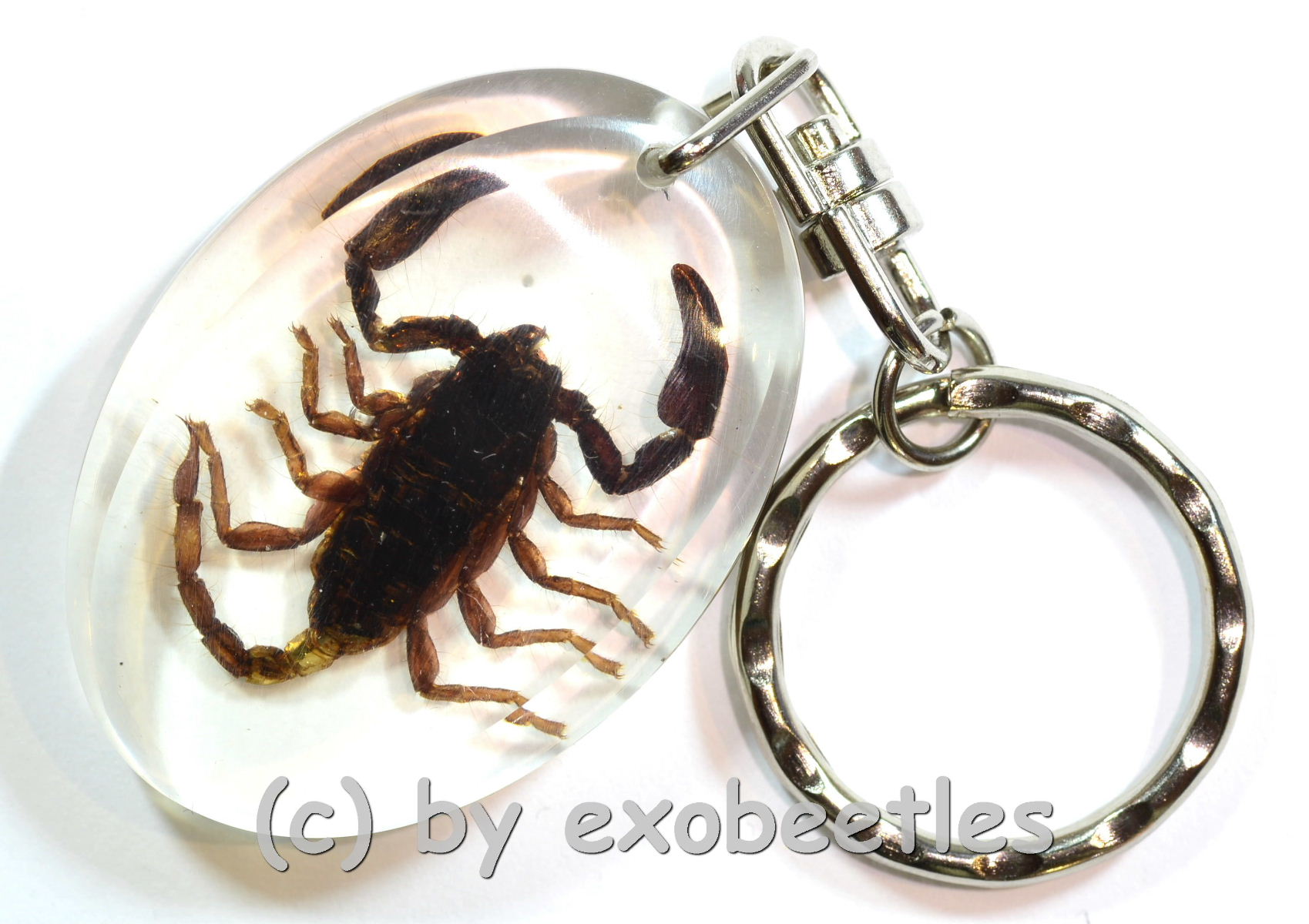 بريق الهبوط استوائي  Schlüsselanhänger Skorpion in Schlüsselanhänger | Insekten aus aller Welt  online kaufen bei exobeetles dem Insektenhändler